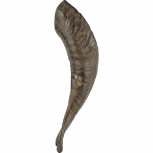 Sheep Horn