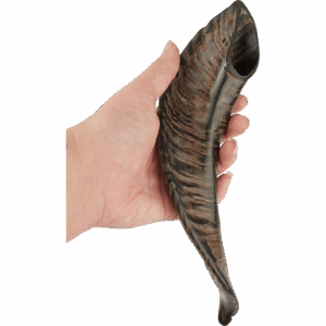 Sheep Horn