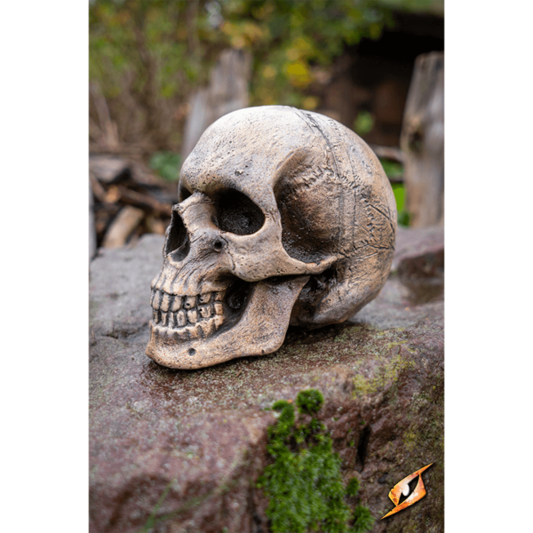 Medium Skull - Bone