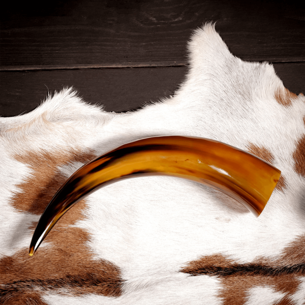 Tinted Medieval Ox Drinking Horn